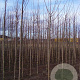 Tilia europaea 'Pallida' 12-14 HO draadkluit