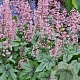 Heucherella Pink Revolution GM  P11