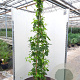 Humulus lupulus 'Prima Donna'® GM 2,0L
