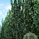 Ulmus 'Columella' 12-14 HO draadkluit