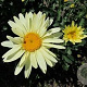 Leucanthemum (S) Broadway Lights GM  P11