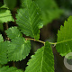 Ulmus laevis 10-12 HO draadkluit