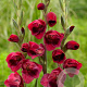 Gladiolus 'Ruby' GM P9