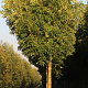 Fraxinus excelsior 'Jaspidea' 300-350 cm cont. 130L