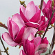 Magnolia 'Star Burst' 80-100 cm 20L