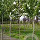 Prunus a. 'Plena' 10-12 HO draadkluit