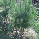 Pinus sylvestris 125-150 cm met kluit solitair