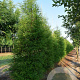 Taxodium distichum 6-8 HO draadkluit