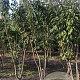 Prunus ser. 'Kanzan' 250-300 cm draadkluit meerstammig