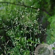 Poa glauca GM 2,0L