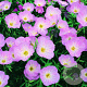 Oenothera 'Siskiyou' GM  P11
