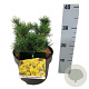 Pinus mugo 'Carsten's Wintergold' 20-25 cm