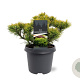 Pinus mugo 'Carsten's Wintergold' 25-30 cm 5,0L