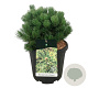 Pinus mugo 'Carsten's Wintergold' 30-40 cm 15L