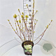 Cornus alba 'Sibirica Variegata' 60-80 cm 10L