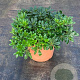 Pittosporum tobira 'Nanum' 60-80 cm 20L breed