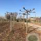 Platanus hispanica 'Malburg' 12-14 HO draadkluit Knotvorm 240 cm stam