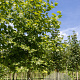 Platanus hispanica 'Malburg' 30-35 HO draadkluit