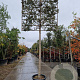 Quercus ilex 180 cm stam container 20-25 lei 150x120