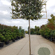 Quercus ilex 180 cm stam container 16-18 lei 180x120