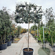 Quercus ilex 180 cm stam container 16-18 lei 180x120