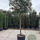 Quercus ilex 180 cm stam container 16-18 lei 180x120