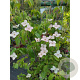 Cornus 'Blooming Pink Tetra' 80-100 cm 10L