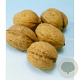 Juglans r. 'Broadview' 12-14 HO draadkluit