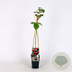 Rubus idaeus 'Ottawa' 70 cm 2,0L