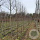 Malus d. 'Cox's Orange Pippin' 10-12 HO draadkluit