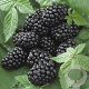 Rubus fruticosus 'Black Satin' 175-200 cm 20L 3 stok