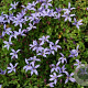 Pratia pedunculata 'County Park' GM  P11
