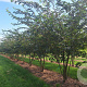 Prunus 'Accolade' 400-450 cm draadkluit meerstammig