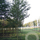 Prunus a. 'Plena' 20-25 HO draadkluit