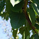 Prunus a. 'Road Scout' 25-30 HO draadkluit
