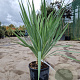 Yucca gloriosa 50-60 cm 10L