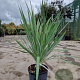Yucca gloriosa 50-60 cm 10L