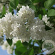 Syringa vulgaris 'Emilie Lemoine' 80-100 cm 20L