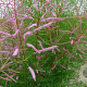 Tamarix ramosissima 'Rubra' 200-250 cm cont. 80L