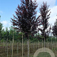 Prunus cer. 'Nigra' 12-14 HO draadkluit