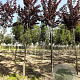 Prunus cer. 'Nigra' 12-14 HO draadkluit
