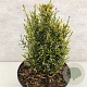 Thuja occidentalis 'Miss Frosty' 20-25 cm 3,0L