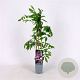 Wisteria floribunda 'Rosea' 70 cm 2,0L