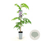 Wisteria floribunda 'Rosea' 80-100 cm 2,5L