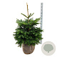 Abies nordmanniana 80-100 cm met kluit extra