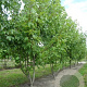 Acer freemanii 450-500 cm draadkluit meerstammig