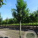 Prunus l. 'Novita' 12-14 HO draadkluit