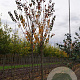 Prunus sargentii 'Rancho' 20-25 HO draadkluit