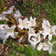 Prunus schmittii 14-16 HO draadkluit