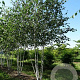 Betula utilis jacquemontii 400-450 cm draadkluit meerstammig